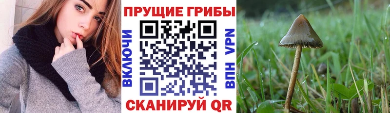 Псилоцибиновые грибы Psilocybe  хочу   Муравленко 